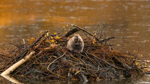 North American beaver, Moran, Wyoming (© Enrique Aguirre Aves/Getty Images)