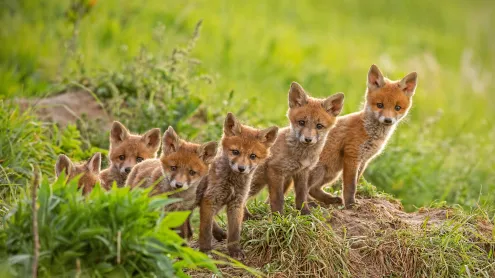 Red fox cubs near their den (© WildMedia/Shutterstock)