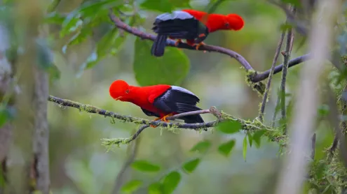 Andean cocks-of-the-rock, Ecuador (© Kit Day/Alamy)