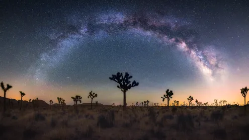 Joshua trees under the Milky Way, California (© Chao Zhang/Getty Images)