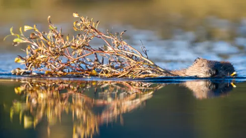 North American beaver in a pond near Wonder Lake, Denali National Park, Alaska (© Paul Souders/Getty Images)