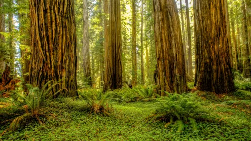 Grove of redwoods in Redwood National and State Parks, California (© Bob Pool/Getty Images)