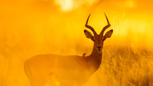 Impala with red-billed oxpecker in Moremi Game Reserve, Botswana (© Paul Souders/Getty Images)