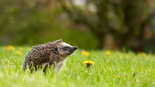 欧洲刺猬在长满蒲公英的花园里，巴特德里堡，德国 (© Oksana Schmidt/Getty Images)