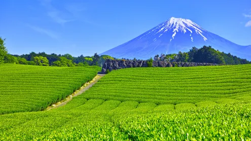 大淵笹場の茶畑, 静岡県 富士市 (© 7maru/Getty Images)