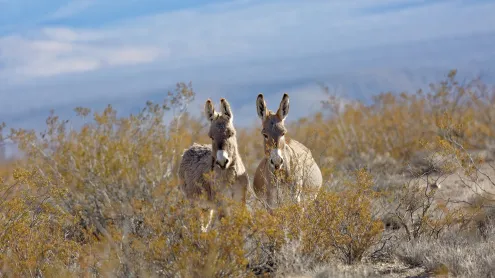 Donkeys in a valley near Rhyolite, Nevada (© Moelyn Photos/Getty Images)