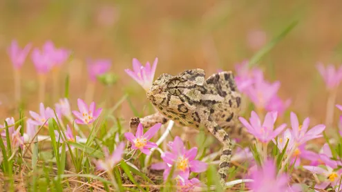 Common chameleon (© Photostock-Israel/SPL/Getty Images)
